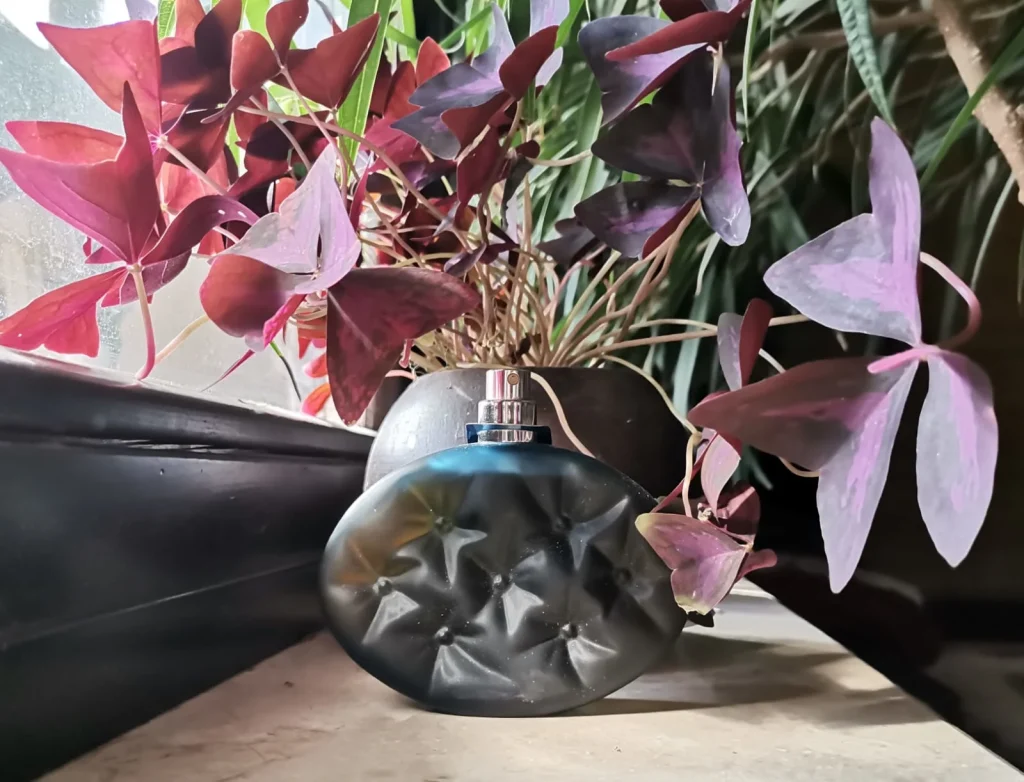 Blu Blumarine